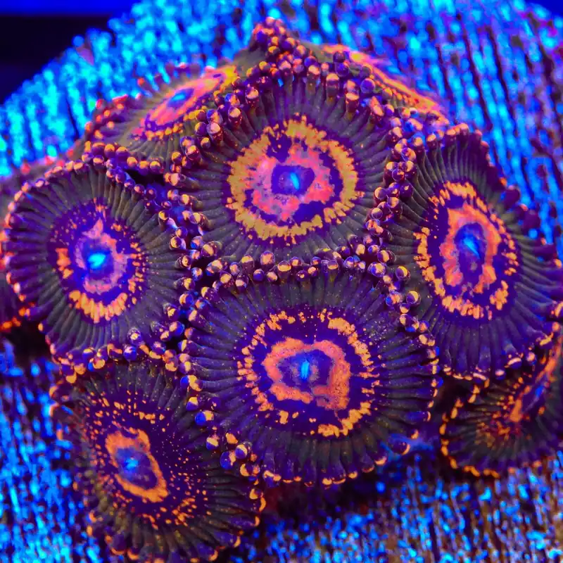 JF Azz Krak Zoanthids Coral - TSA Coral