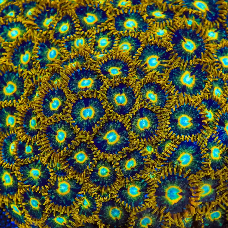 Murder Hornet Zoanthids Coral - TSA Coral