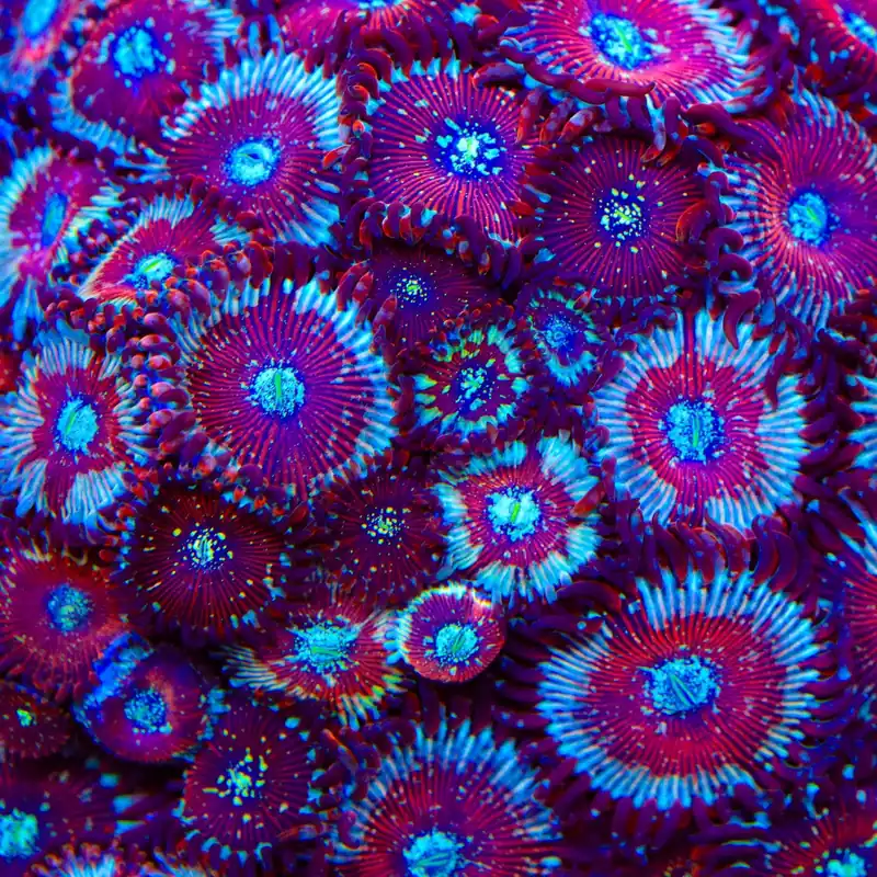 Seduction Zoanthids Coral - TSA Coral