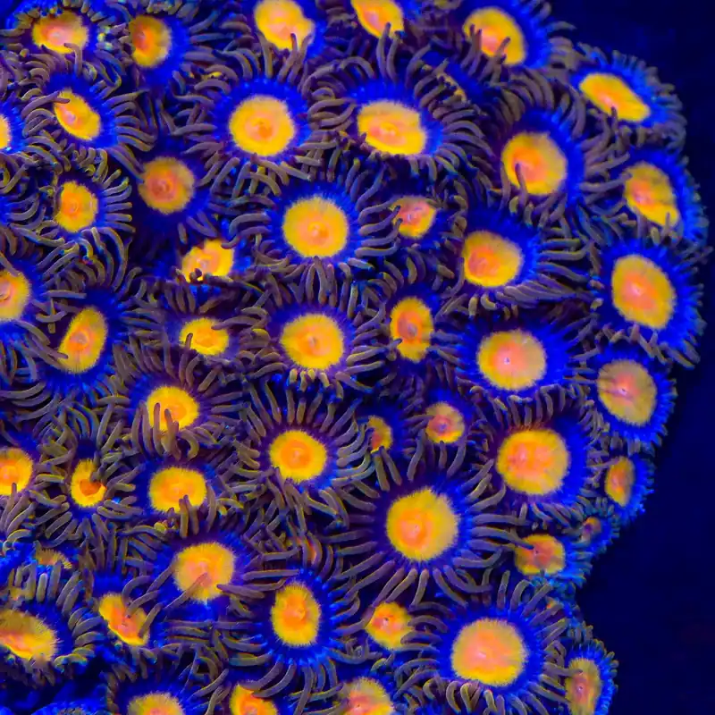 TSA Florida Orange Zoanthids Coral - TSA Coral