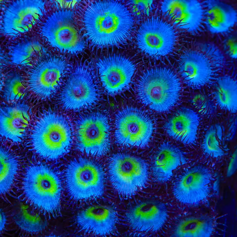 TSA Peacock Palythoa Coral - TSA Coral