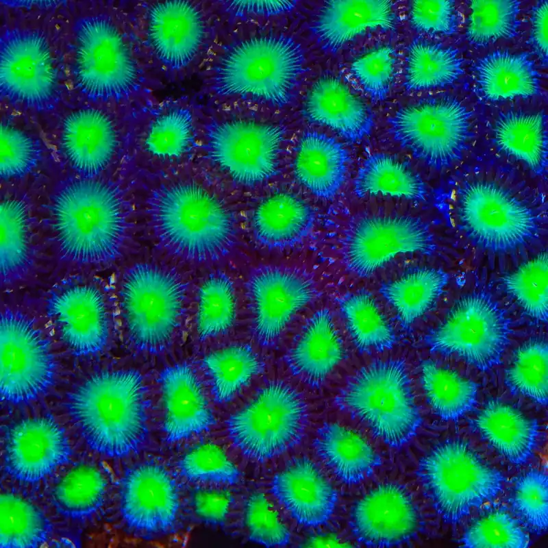 TSA Alien Nipples Zoanthids Coral - TSA Coral