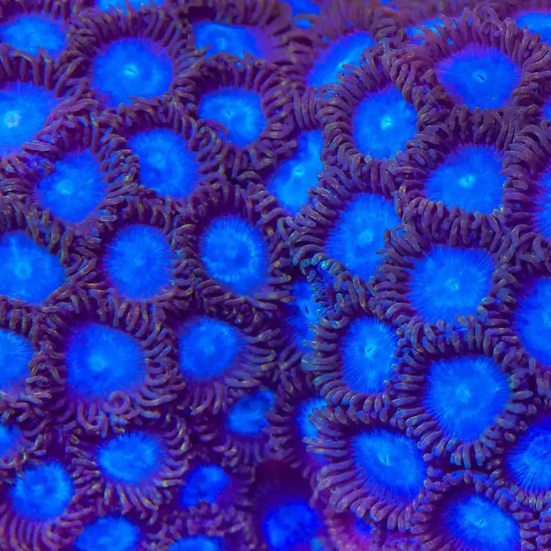 Tubbs Blue Zoanthids Coral - TSA Coral