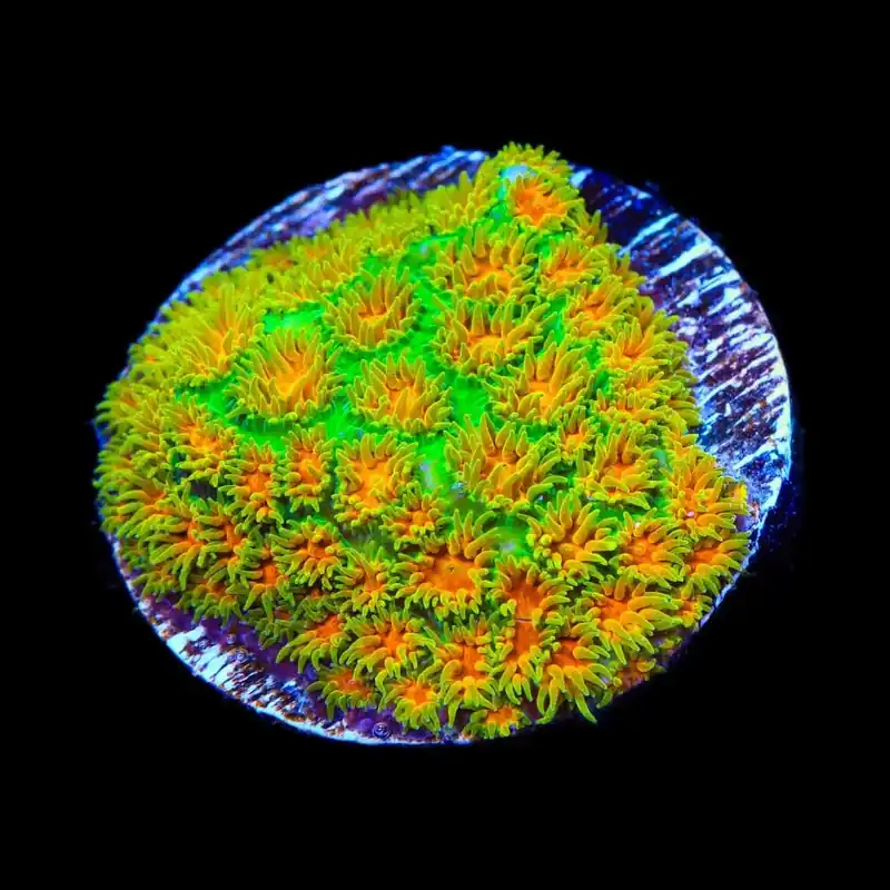 John Deere Leptastrea Coral - TSA Coral