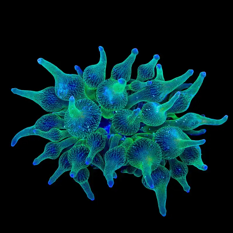 ECC Nexus Joker Bubble Tip Anemone - TSA Coral