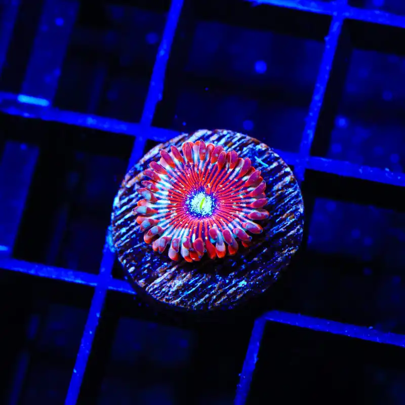 Seduction Zoanthids Coral - TSA Coral
