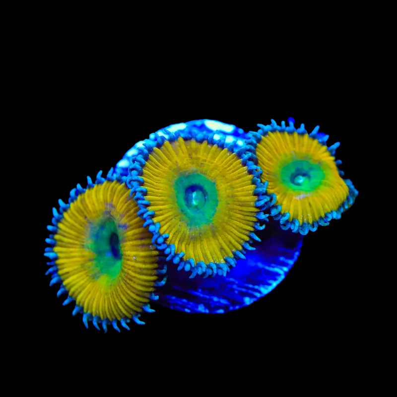 TSA Lemon Twist Palythoas Coral - TSA Coral