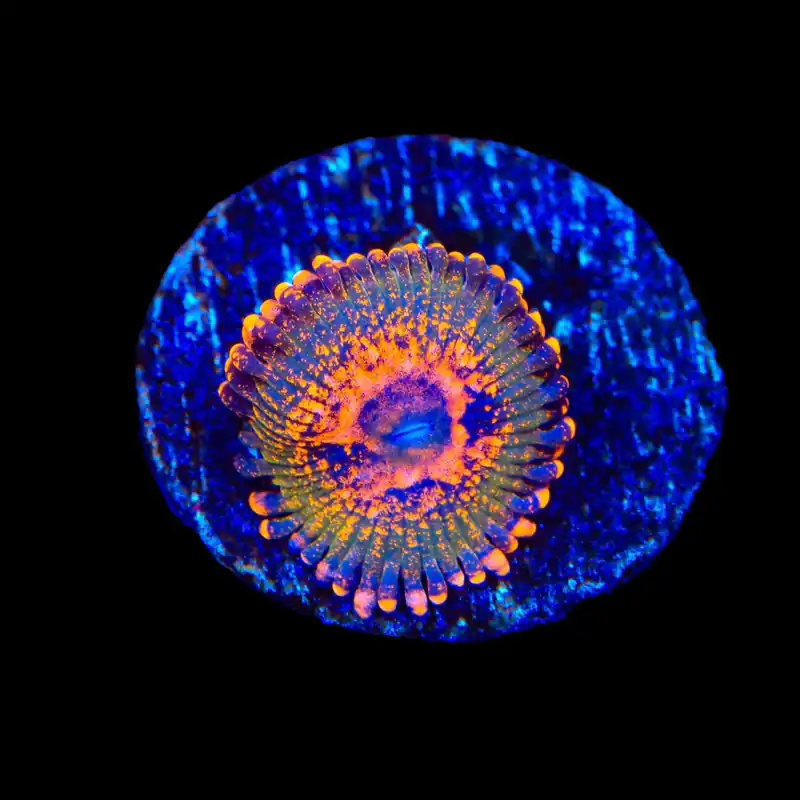 JF Azz Krak Zoanthids Coral - TSA Coral