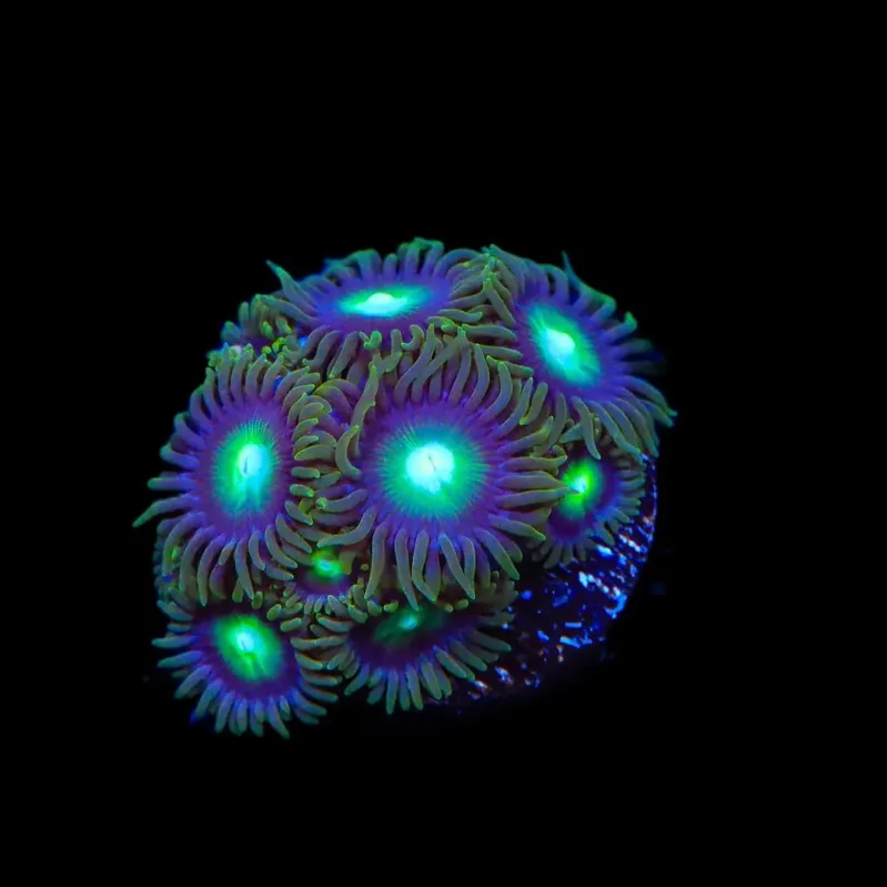 TSA Green Goblin Zoanthids Coral - TSA Coral