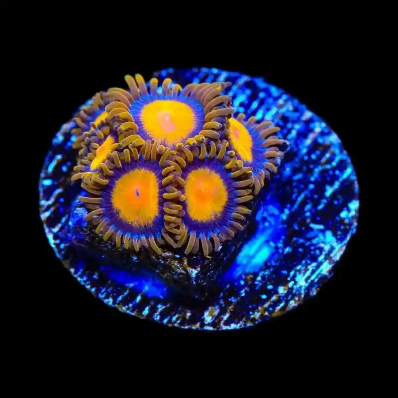 TSA Florida Orange Zoanthids Coral - TSA Coral