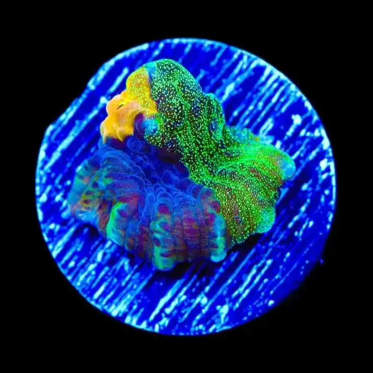 TSA Raja in Pajamas Chalice Coral - TSA Coral