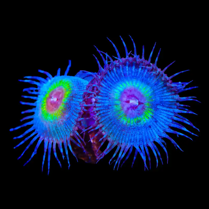 TSA Peacock Palythoa Coral - TSA Coral