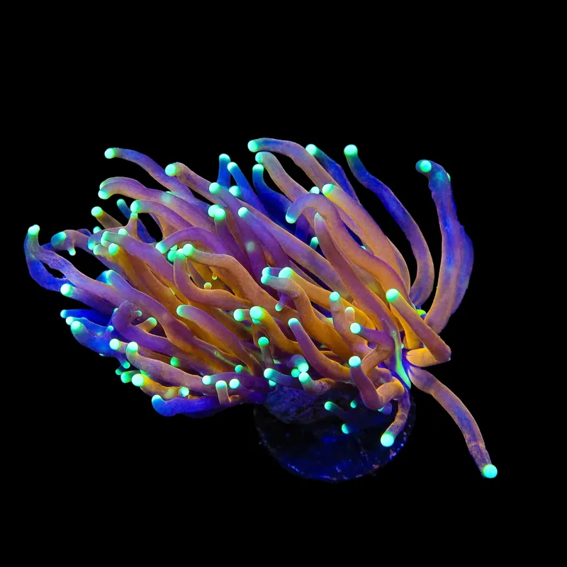 Indo Gold Torch Coral - TSA Coral