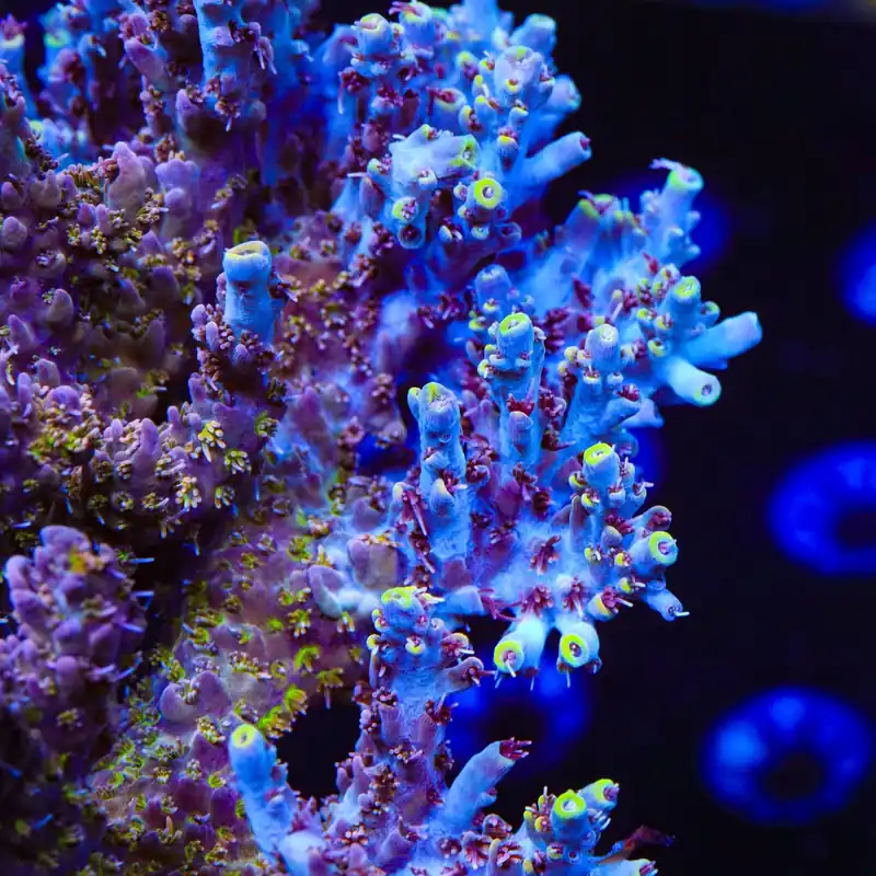 TSA Sparkler Acropora Coral - TSA Coral