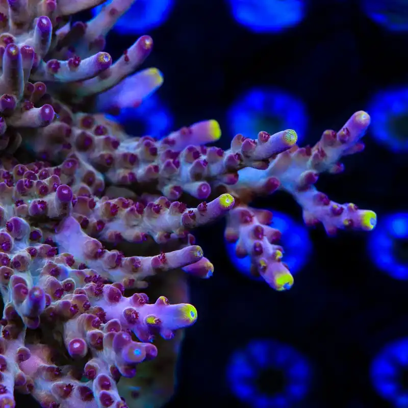 TSA Magma Flame Acropora Coral - TSA Coral