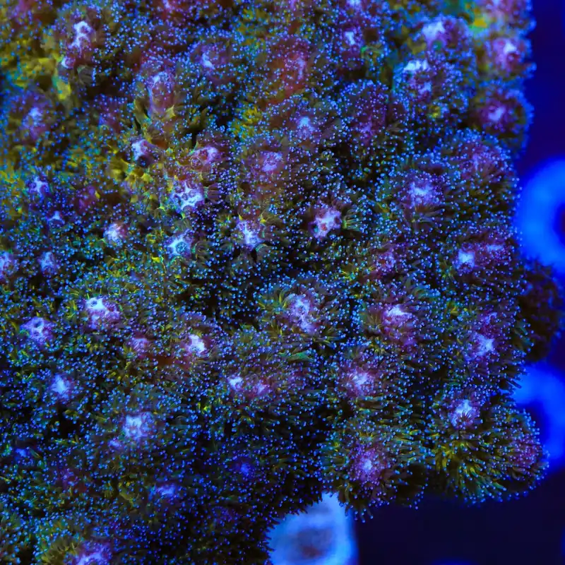 TSA Gold Pocillopora Coral - TSA Coral