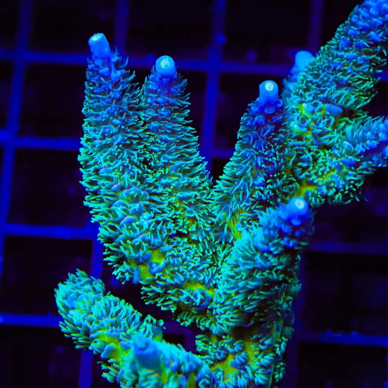 TSA Kiwi Frost Acropora Coral - TSA Coral
