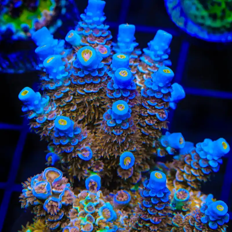 TSA El Scorcho Acropora Coral - TSA Coral