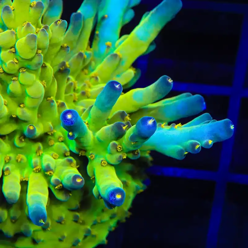 TSA Golden Temple Acropora Coral - TSA Coral