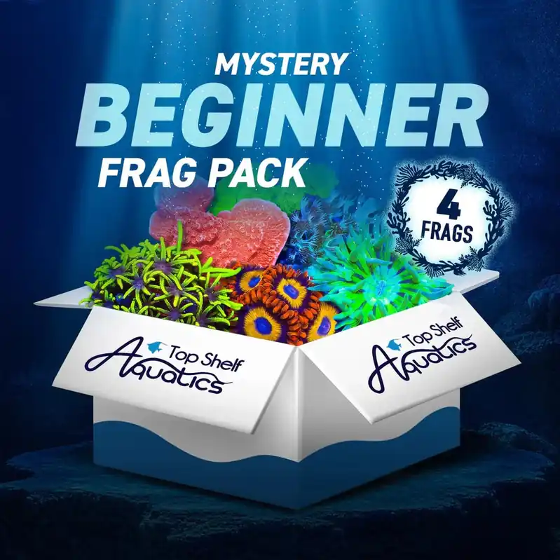 Mystery Beginner 4 Coral Frag Pack - Top Shelf Aquatics