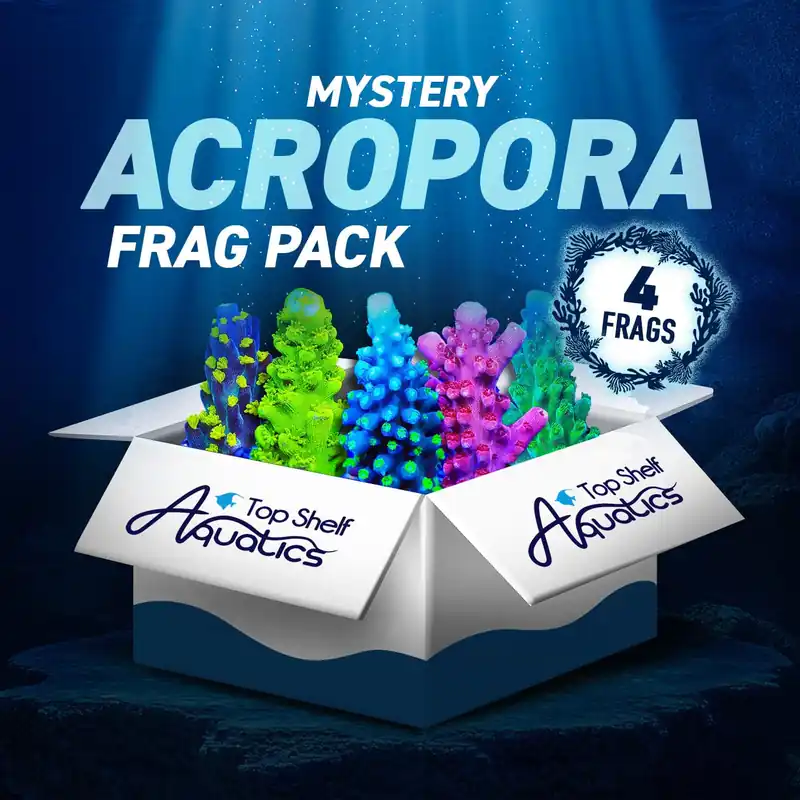 Mystery Acropora 4 Coral Frag Pack - Top Shelf Aquatics