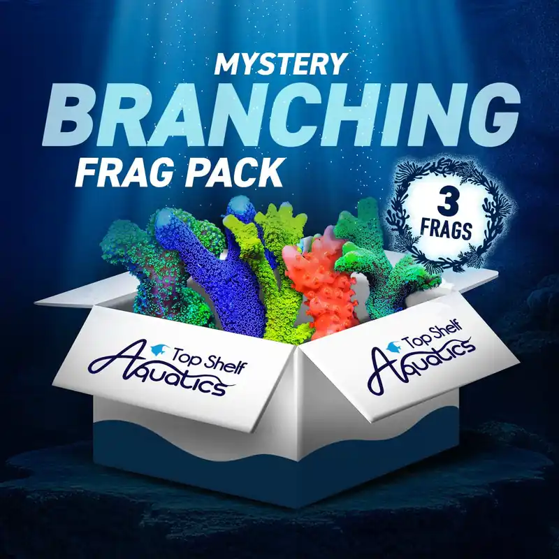 Mystery Branching 3 Coral Frag Pack - Top Shelf Aquatics