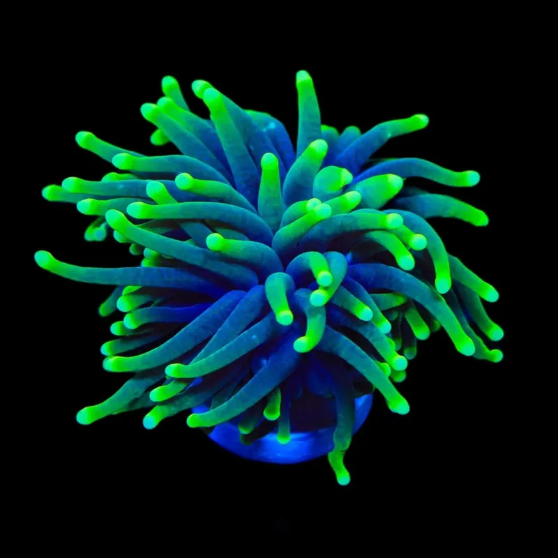 Joker Torch Coral Coral - TSA Coral