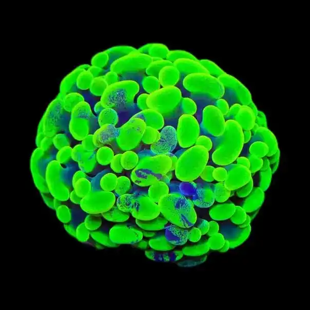 Neon Hammer Coral - TSA Coral