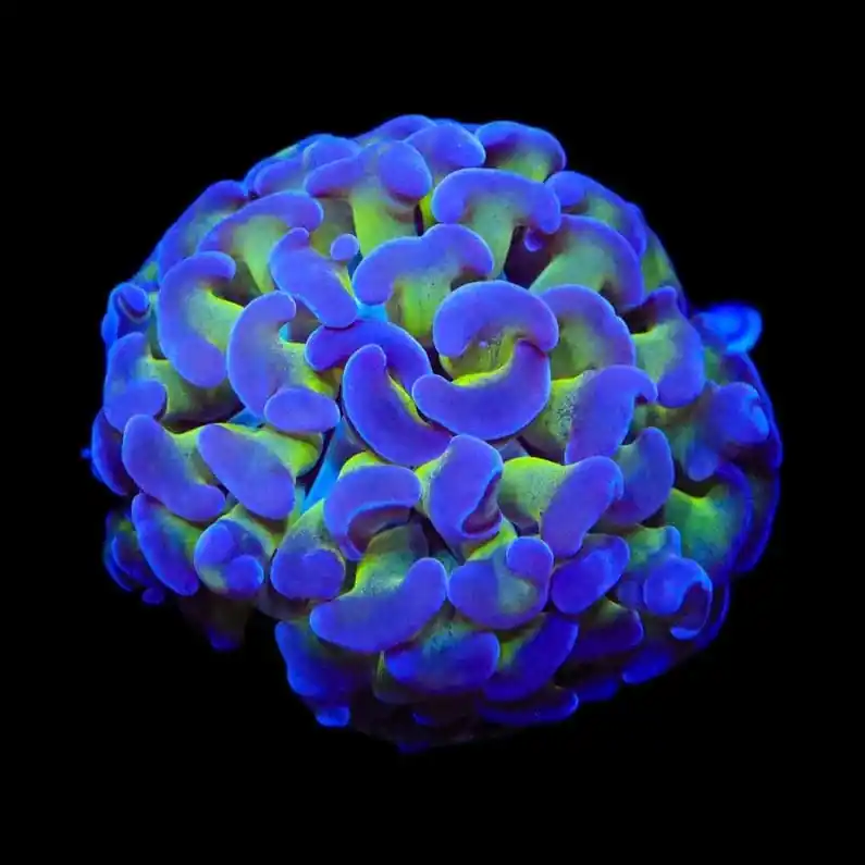Bicolor Hammer Coral - TSA Coral