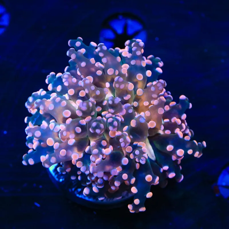 Pink Frogspawn Coral - TSA Coral