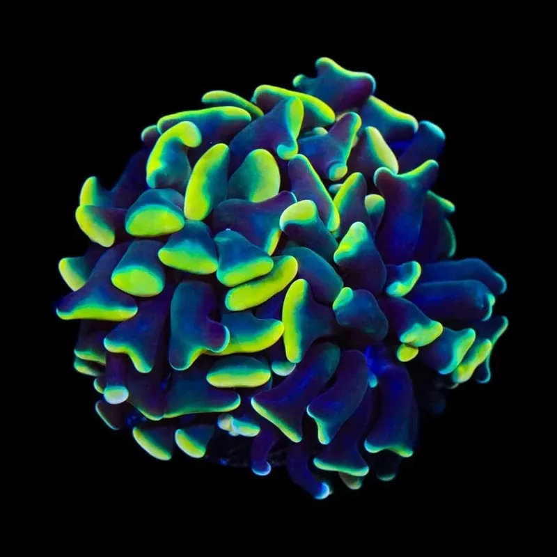 TSA Disco Hammer Coral - TSA Coral