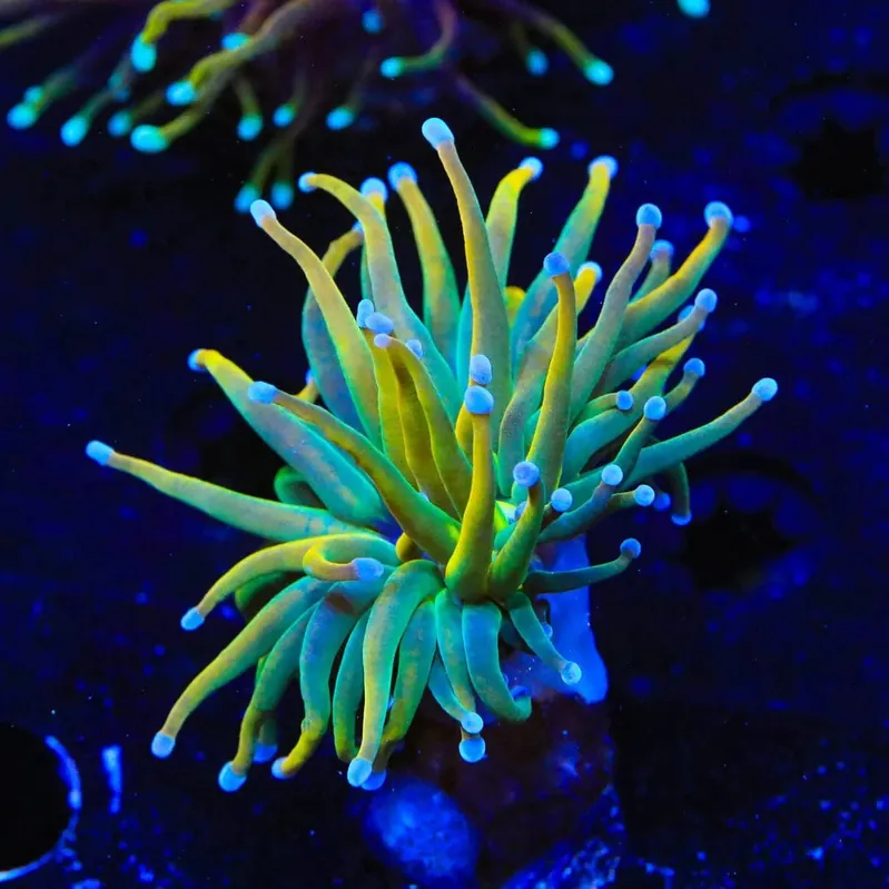 Pot of Gold Torch Coral - TSA Coral