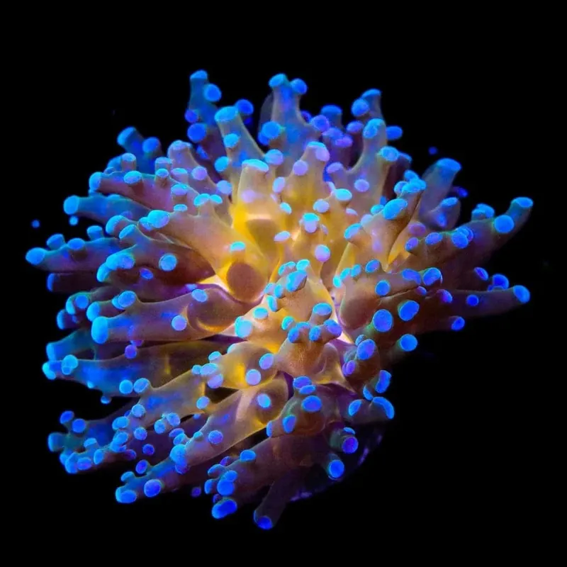 Gold Center Frogspawn Coral - TSA Coral