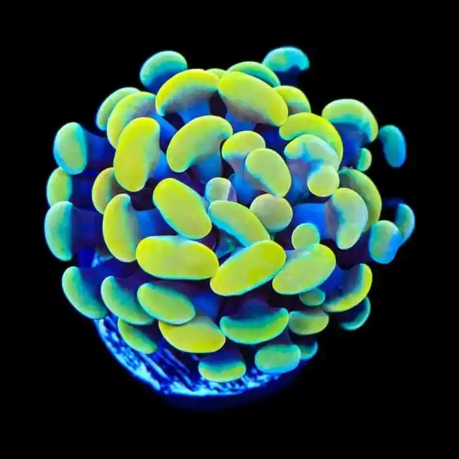 Electro Hammer Coral - TSA Coral