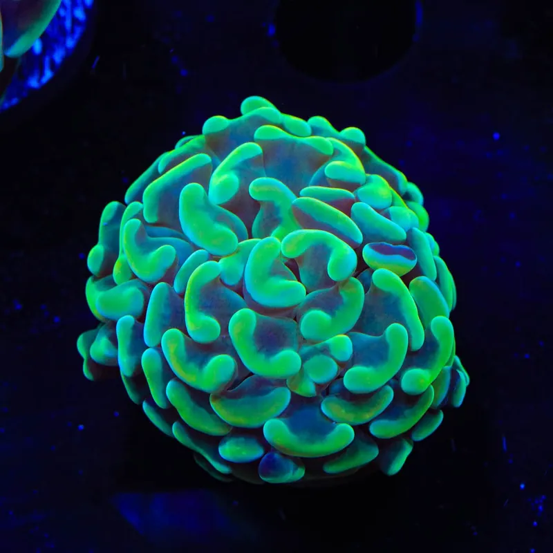 Green Hammer Coral - TSA Coral