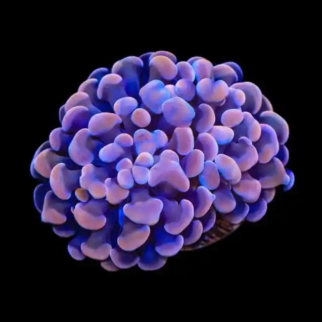 Plum Hammer Coral - TSA Coral