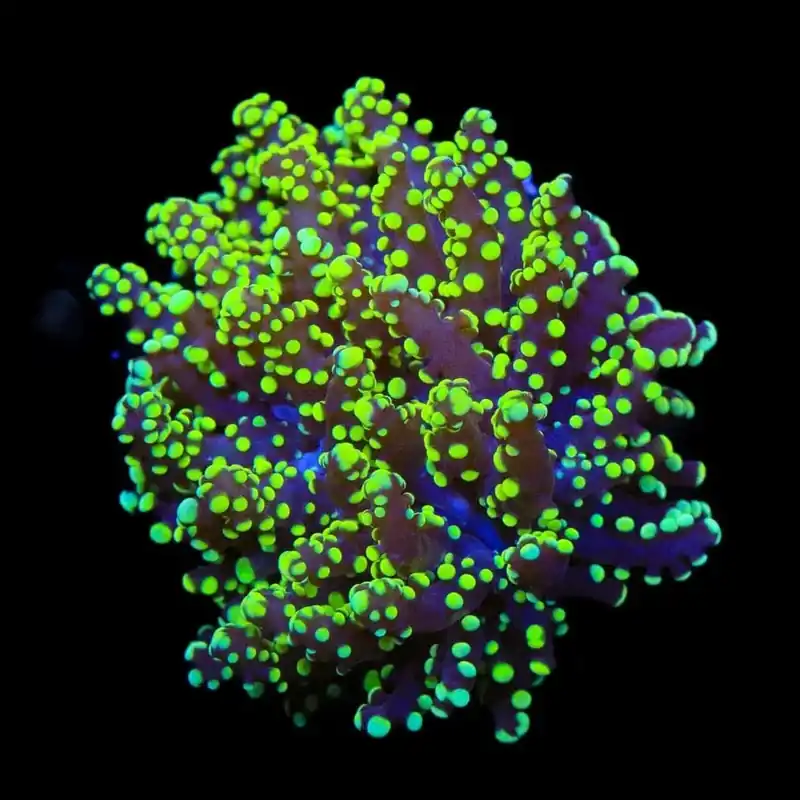 Green Octospawn Coral - TSA Coral