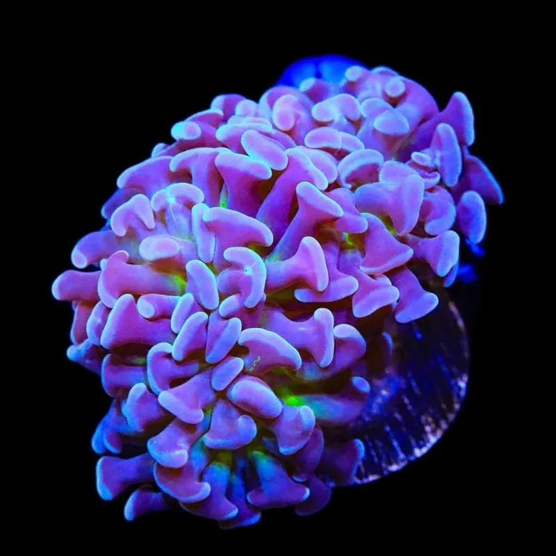 Purple Tip Hammer Coral - TSA Coral
