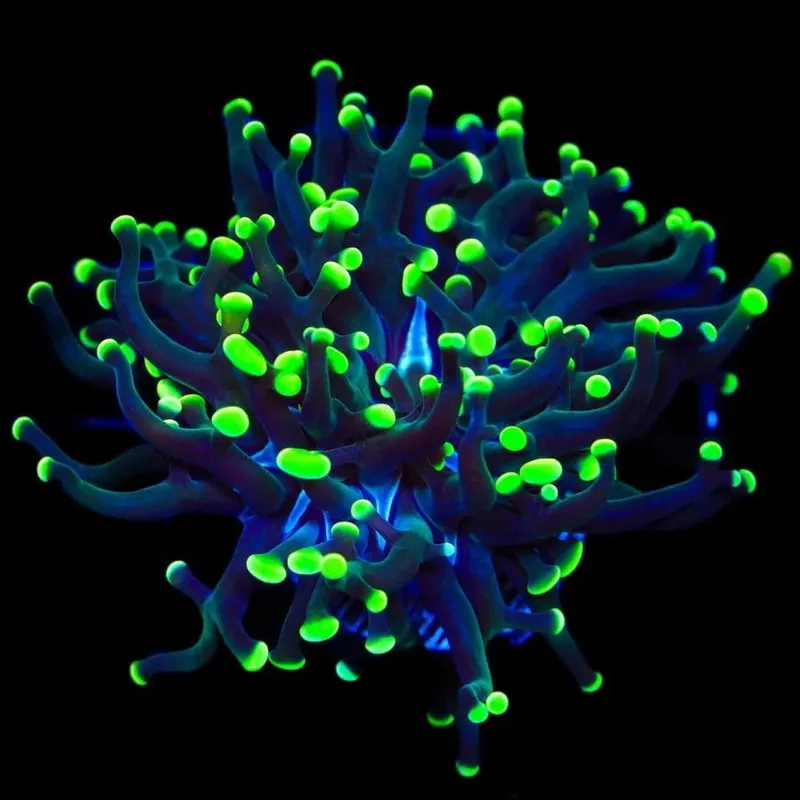 Green Tip Frogspawn Coral - TSA Coral