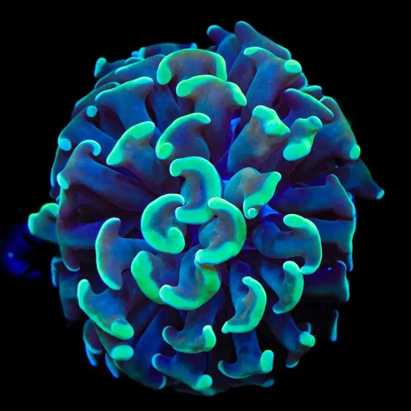 Green Tip Hammer Coral - TSA Coral