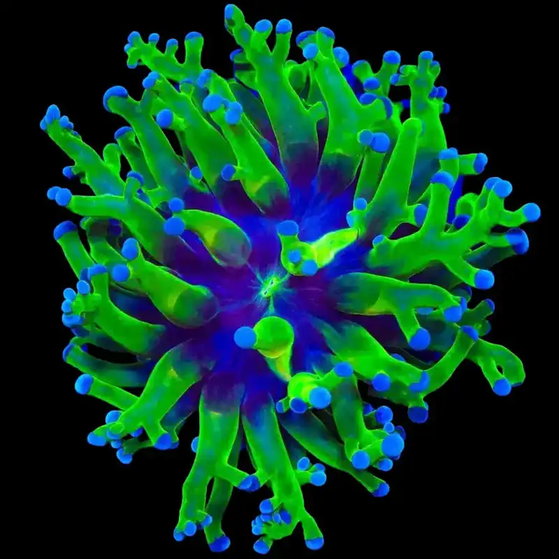 Bicolor Frogspawn Coral - TSA Coral