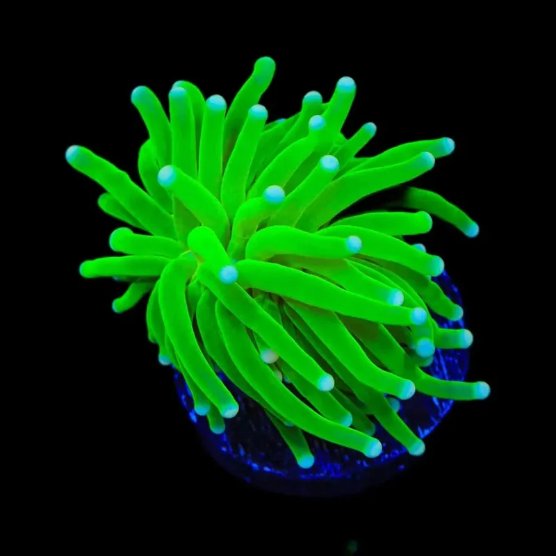 Hulk Torch Coral - TSA Coral