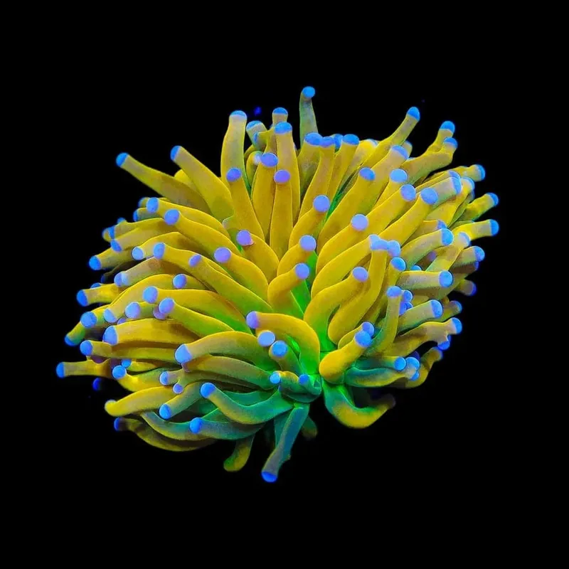 Banana Boat Torch Coral - TSA Coral