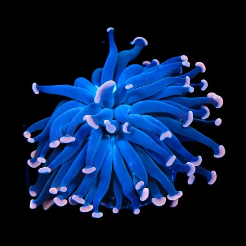 Sweet Treat Hammer Coral - TSA Coral