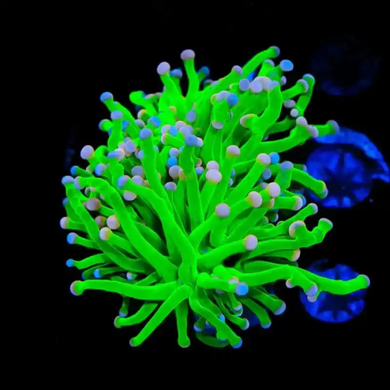 Cotton Candy Torch Coral - TSA Coral