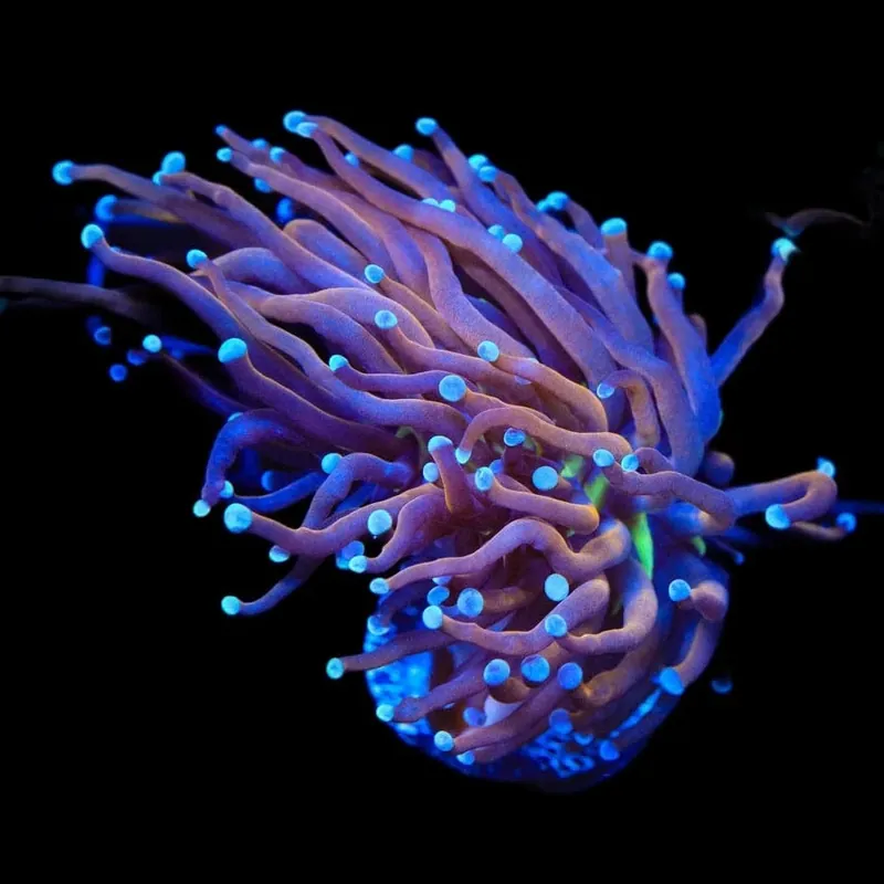 New York Knicks Torch Coral - TSA Coral
