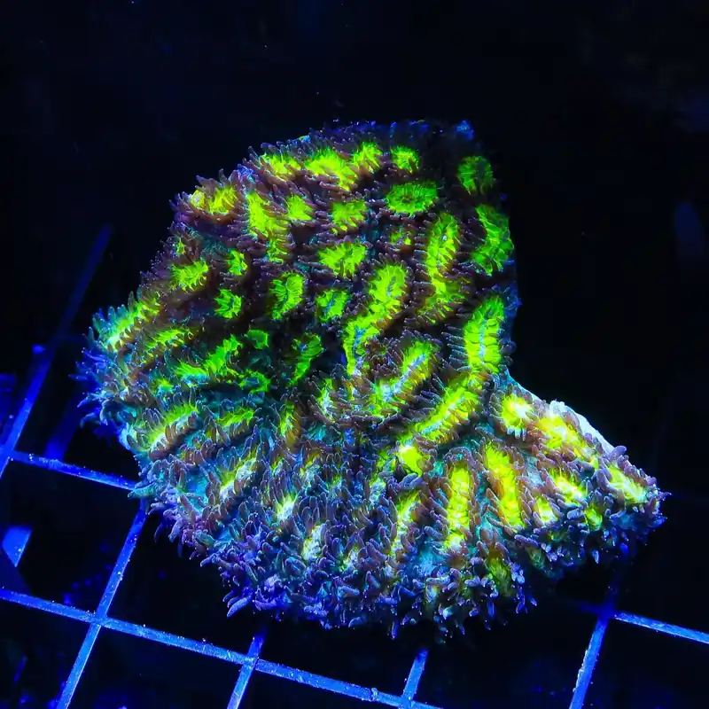 TSA Lemon Frost Hydnophora Colony Coral - Top Shelf Aquatics