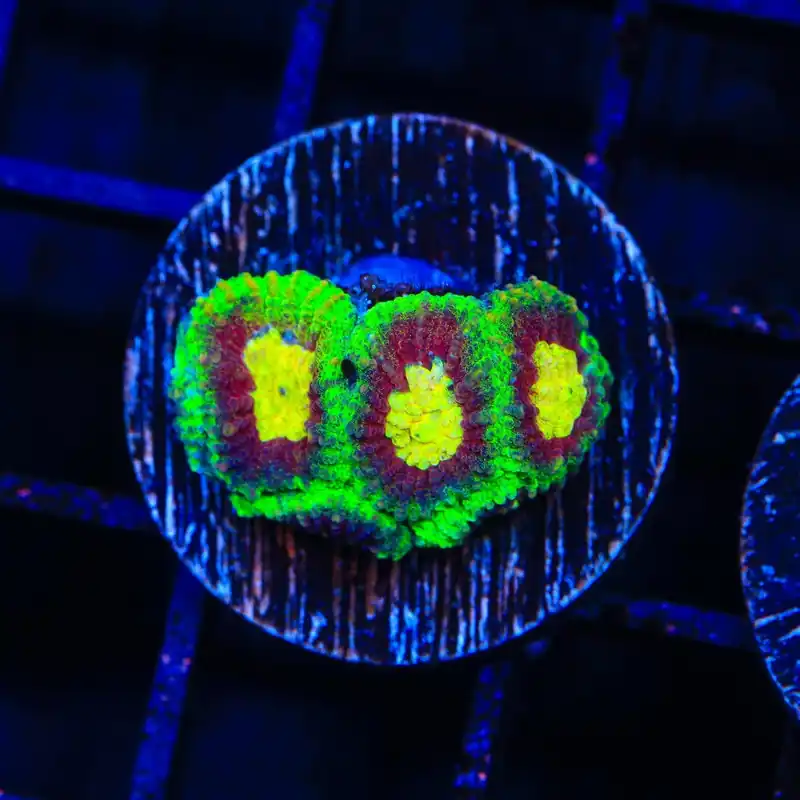 WWC All Star Favia Coral - Top Shelf Aquatics