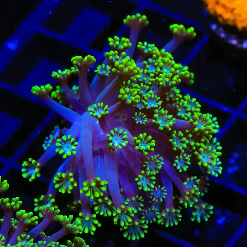 Bright Eye Alveopora Coral - TSA Coral