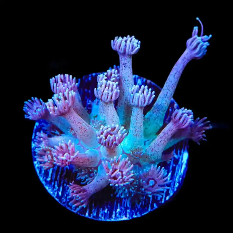 TSA Strawberry Kiwi Goniopora Coral - TSA Coral